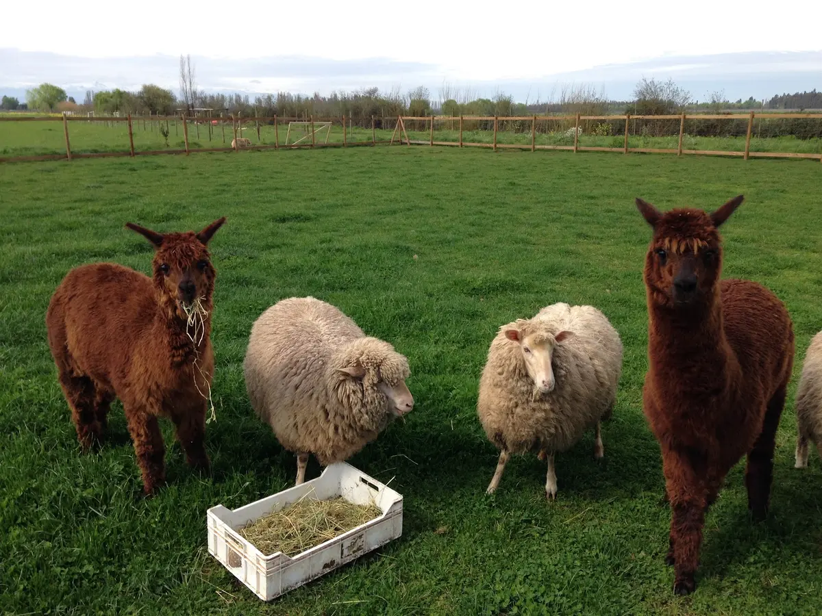 Alpacas y ovejas pastando en la pradera verde de la granja orgánica Anka Mapu