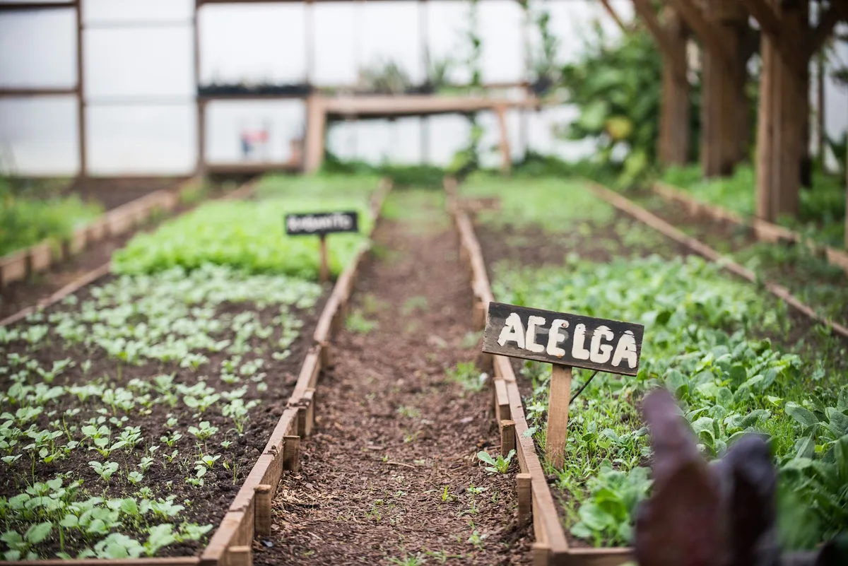 Camas de cultivo del huerto de Anka Mapu con el rótulo de madera «ACELGA» y hortalizas creciendo