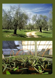 Olivares y vivero del fundo de Agrícola y Forestal Don Rafael
