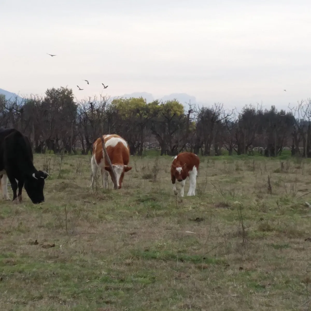 Vacas pastando en el fundo de Agrícola y Forestal Don Rafael, en Molina