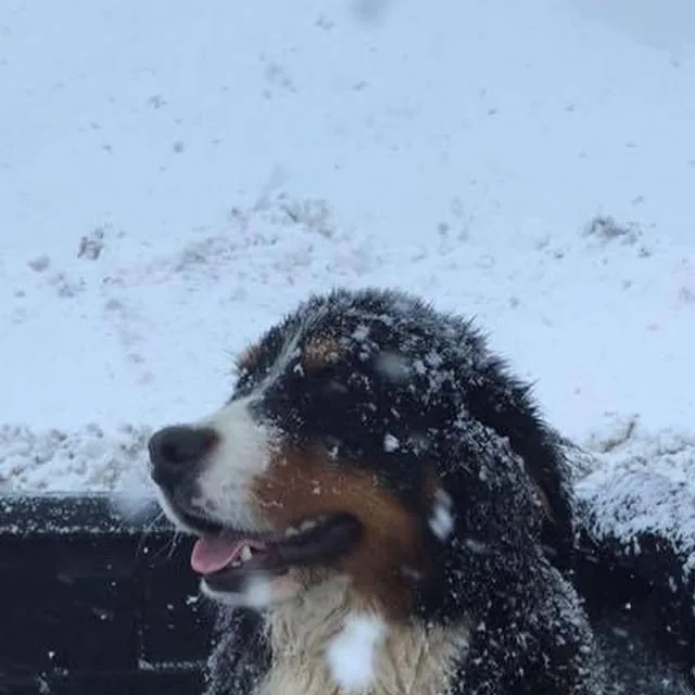 Perro caminando sobre la nieve junto a una cabaña en invierno