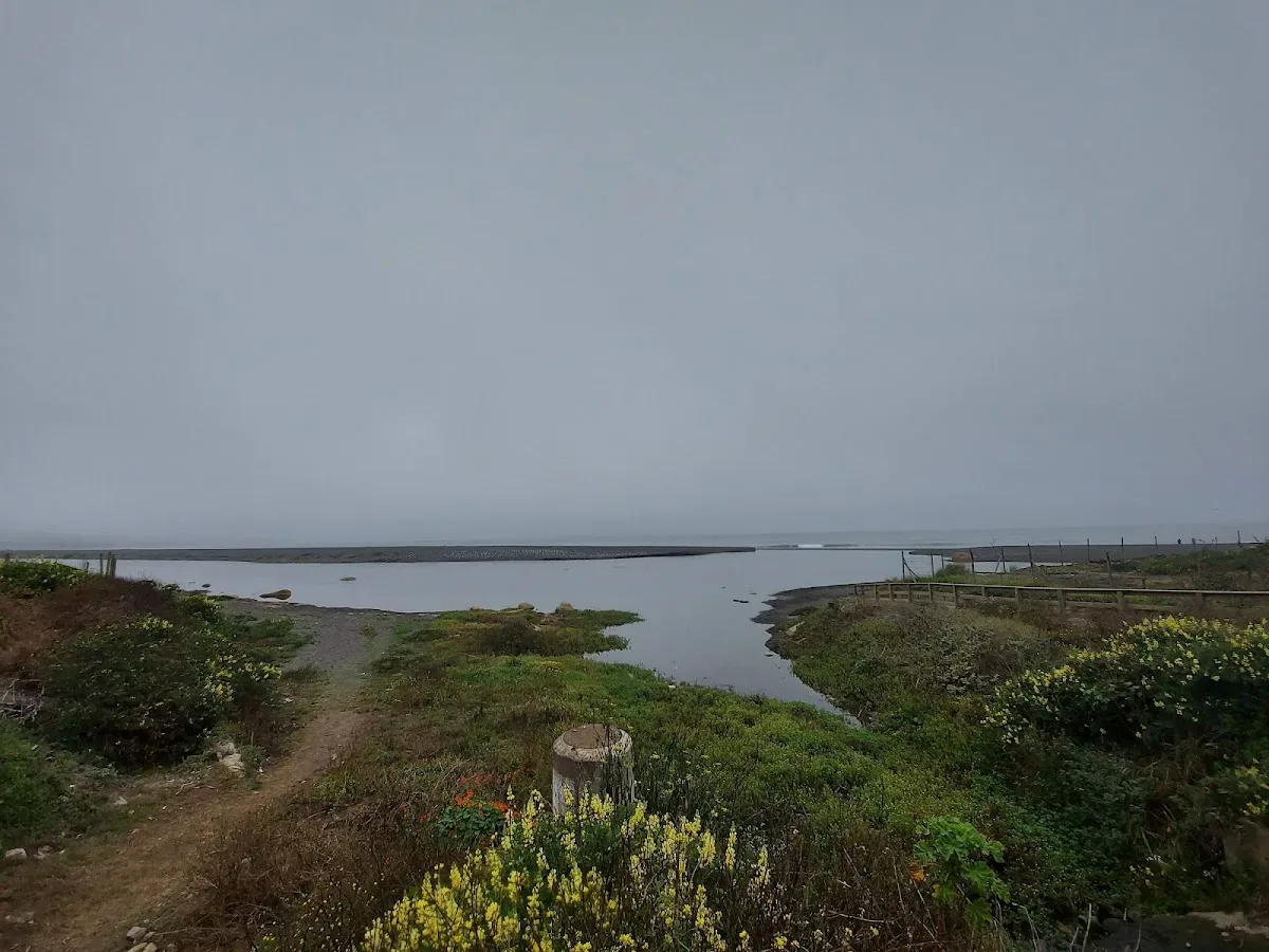 Humedal verde del borde costero de Pelluhue, cerca de Cabañas Villa Verde