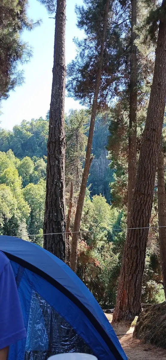 Carpa instalada entre árboles nativos en un sitio del camping