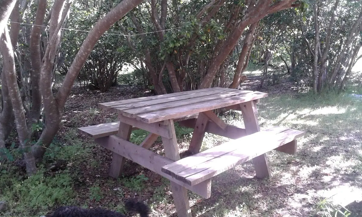 Mesa de picnic de madera rústica bajo los árboles