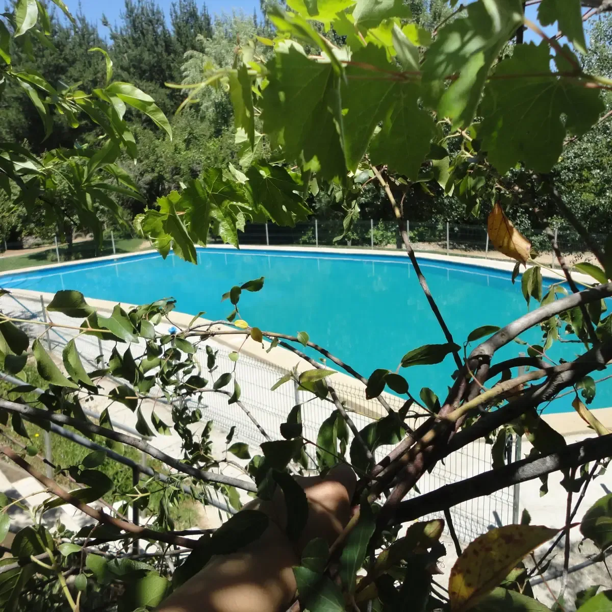 Piscina turquesa de Camping Entre Pinos vista entre las hojas de una parra