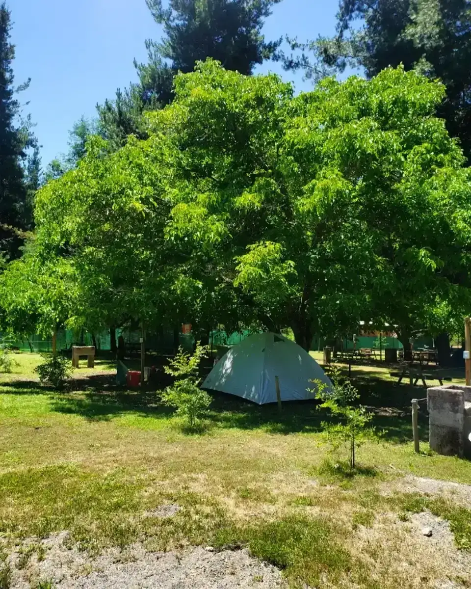 Carpa armada bajo un gran castaño en un sitio del camping