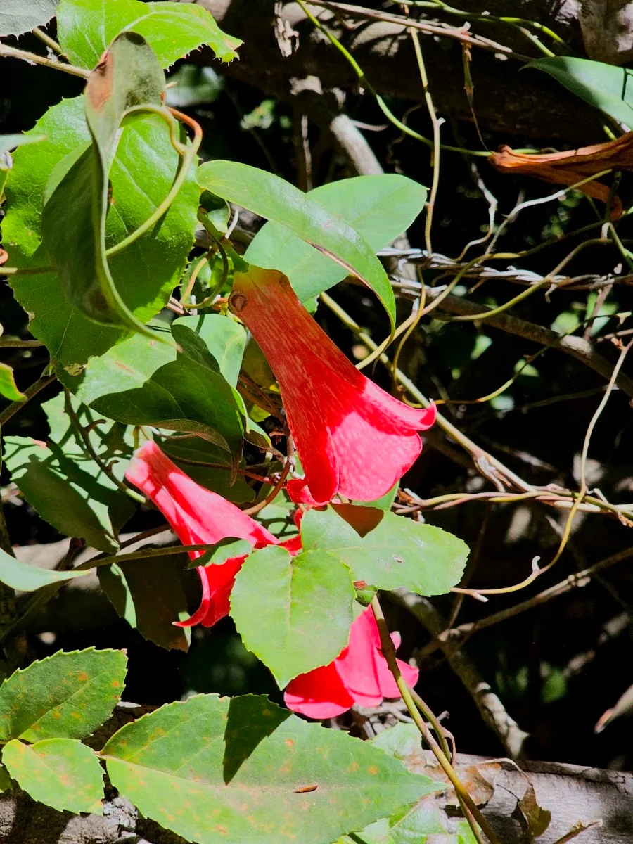 Flor de copihue roja colgando de una rama
