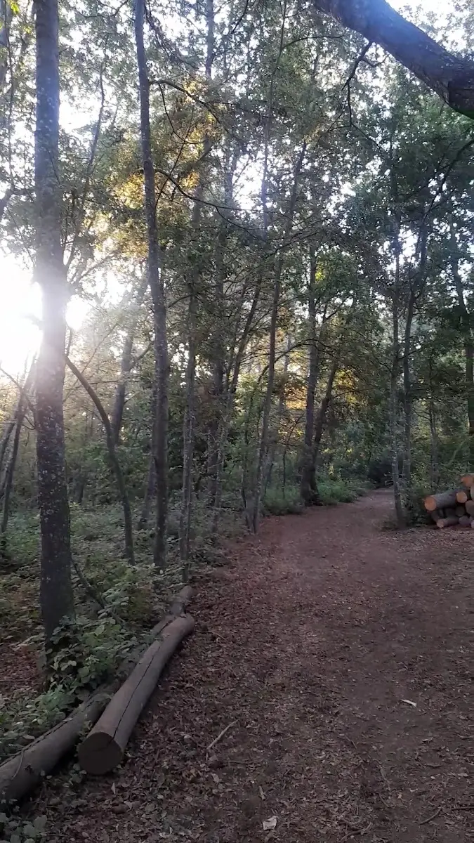 Sendero de bosque con hojas y luz entre árboles