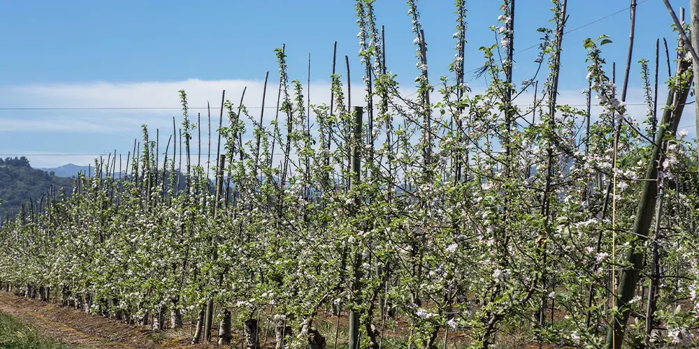 Floración de primavera en los frutales que abastecen la planta