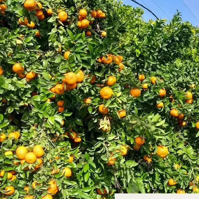 Fruta cosechada en los huertos de Agrícola San Clemente
