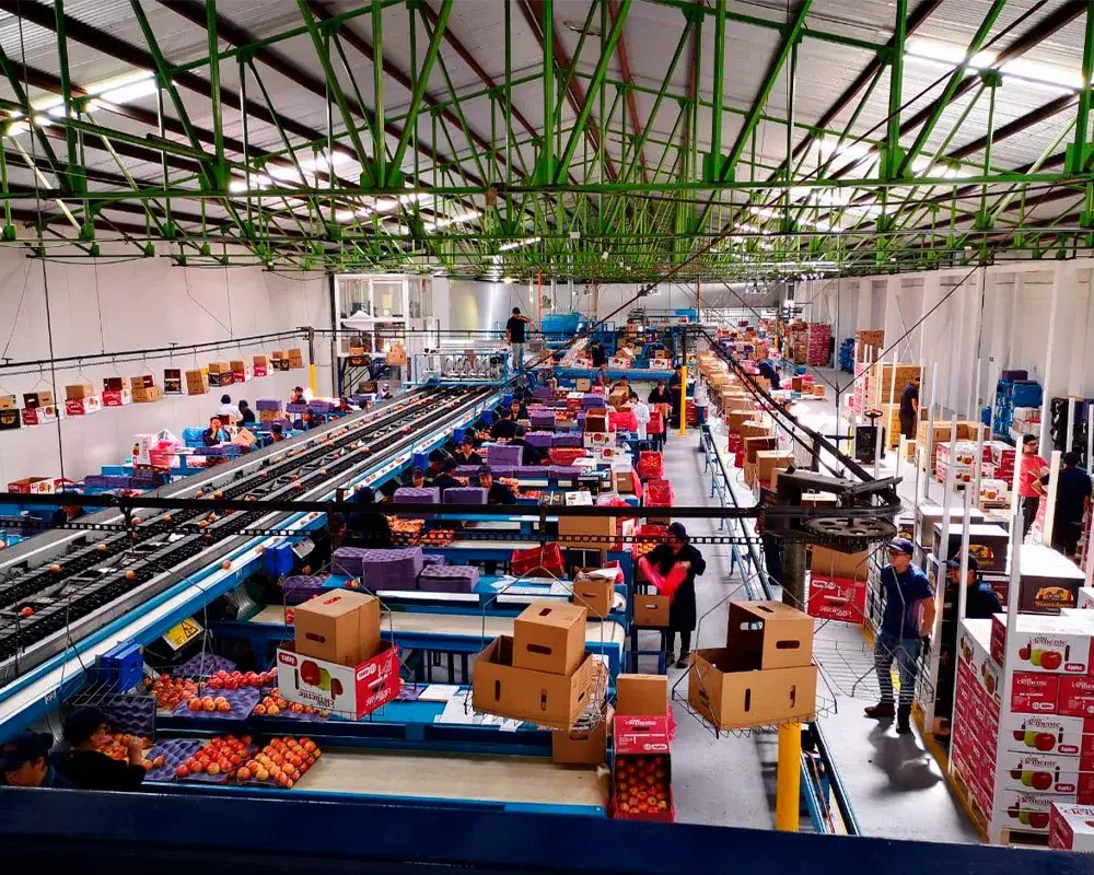 Interior de la planta Central Frutícola Lontué: trabajadores en la línea de packing de fruta