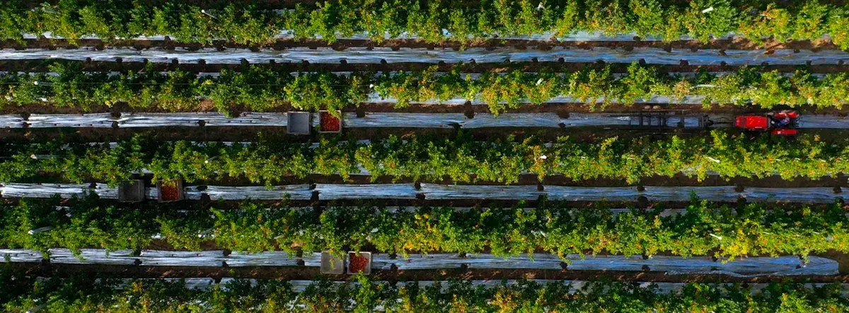 Vista aérea de las hileras de frutales en los huertos de Agrícola San Clemente