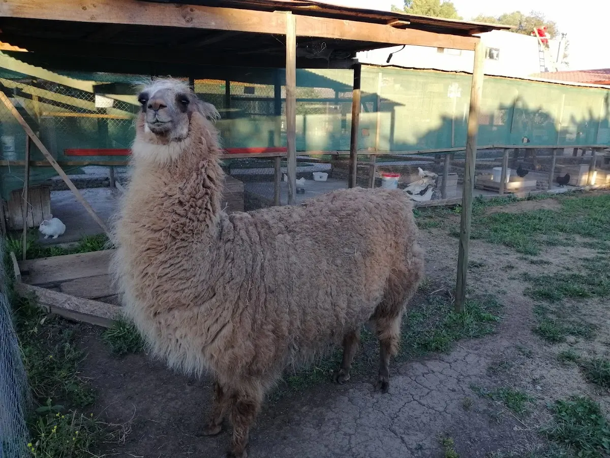 Llama del recinto del Centro de Eventos Miguel Maureira