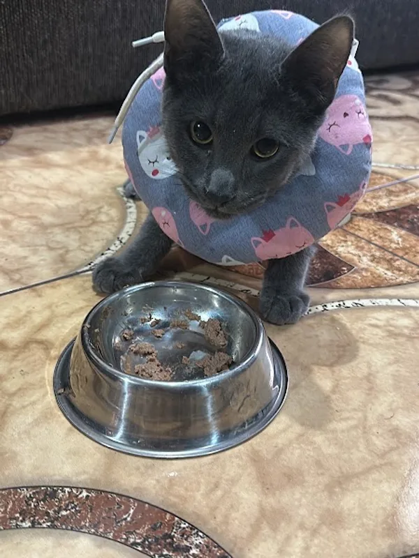 Gata en recuperación con collarín