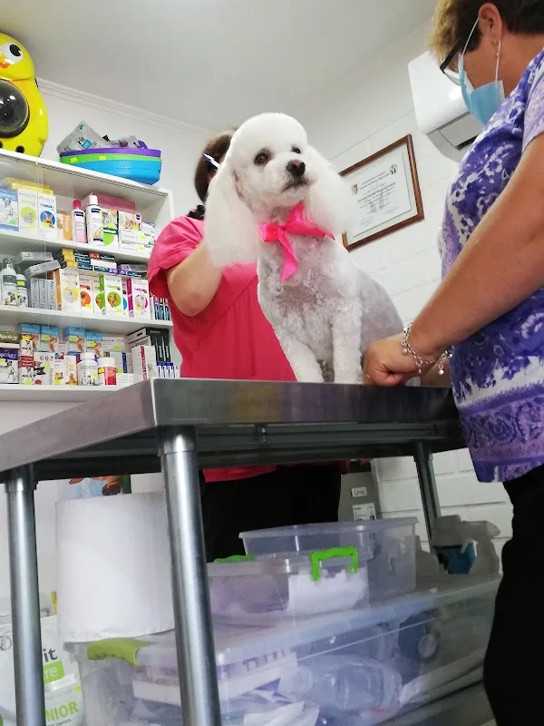 Poodle atendido por el equipo del centro