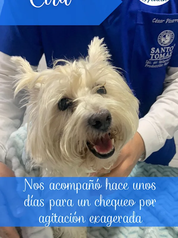 Cira, perrita paciente de One Health