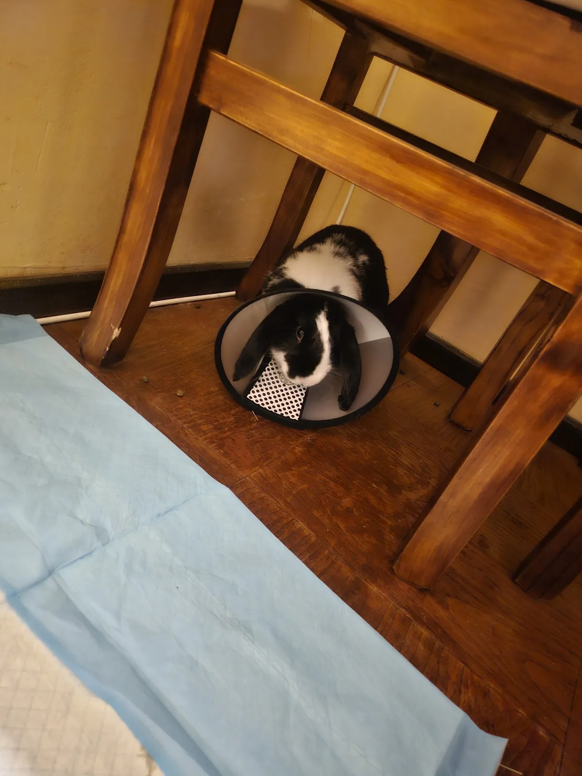 Perro con collar de recuperación descansando bajo una silla