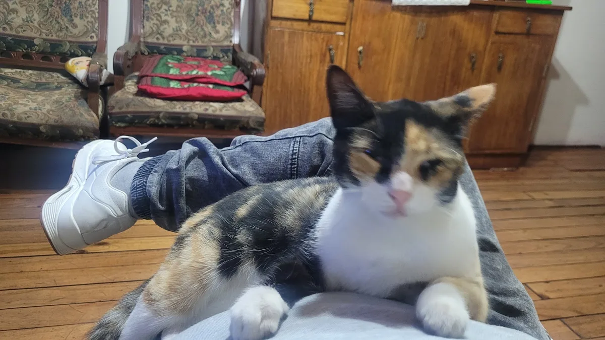 Gata atendida en el living de su casa