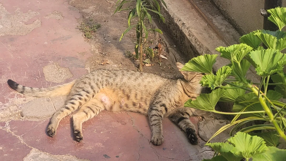 Gata descansando en el patio de su casa