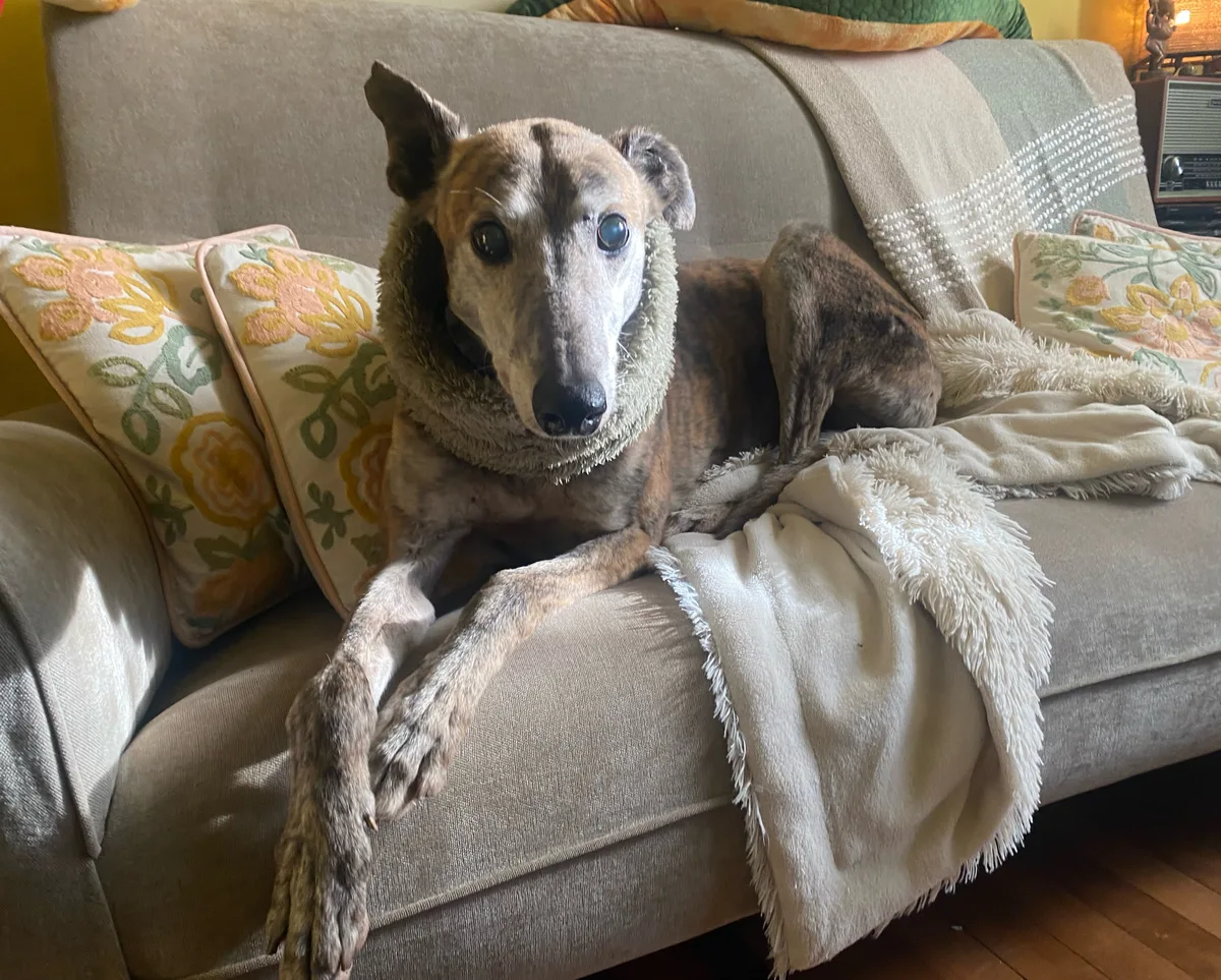 Perro senior descansando en un sillón, paciente de Centro Veterinario Colchagua