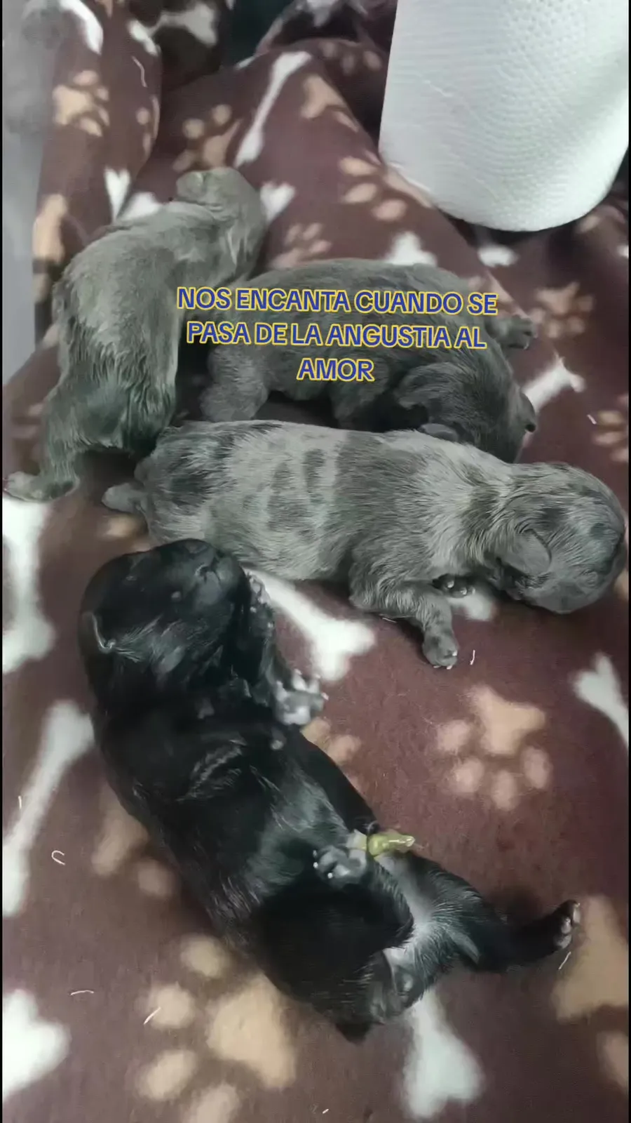 Camada de cachorros que nacieron en Ecovets