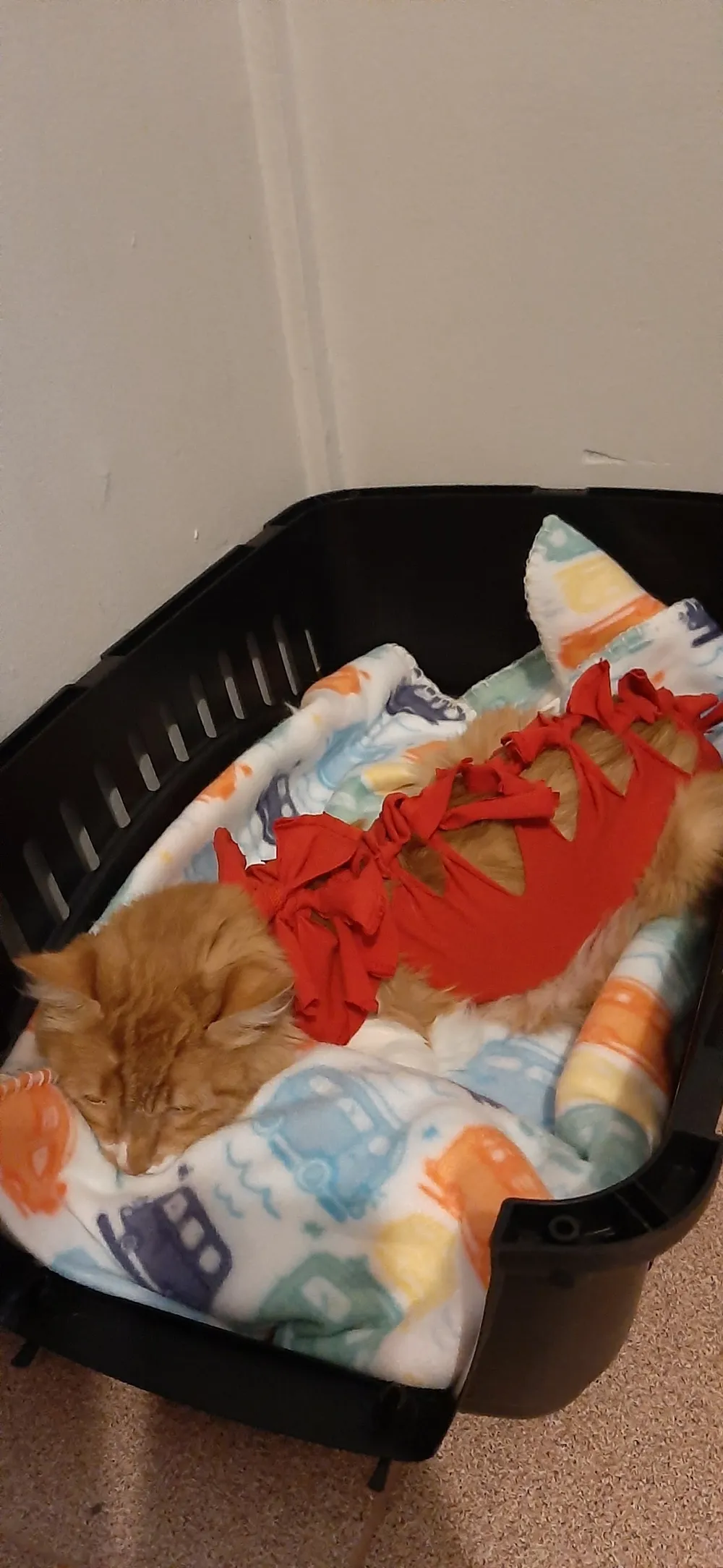 Perrito en recuperación dentro de la clínica
