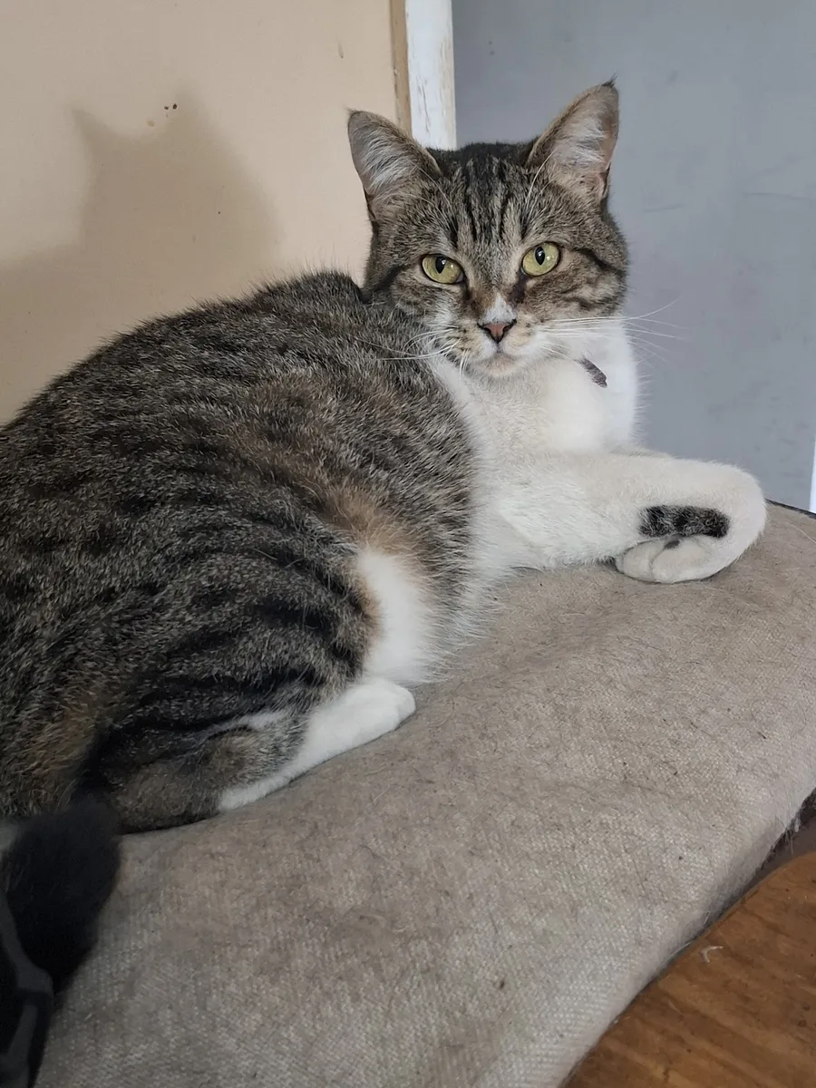 Gato atigrado y blanco descansando tranquilo sobre un cojín dentro de la clínica veterinaria