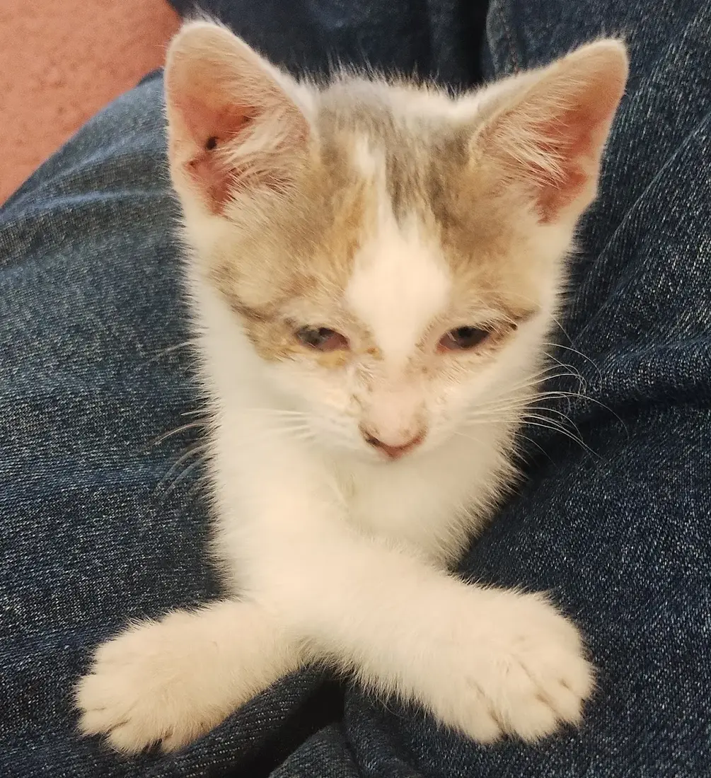 Gatito naranja recostado y dormido sobre las piernas de una persona