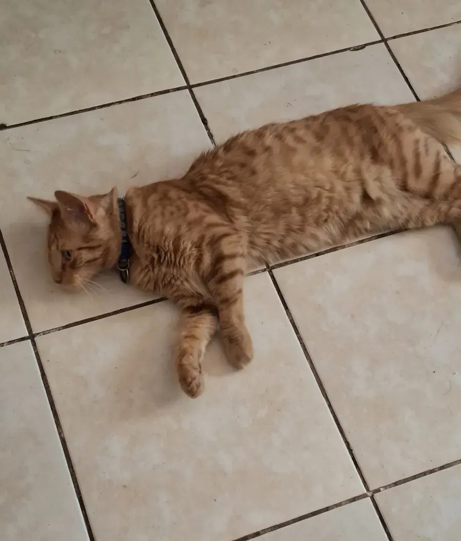 Gato naranja con collar descansando sobre el piso de la clínica