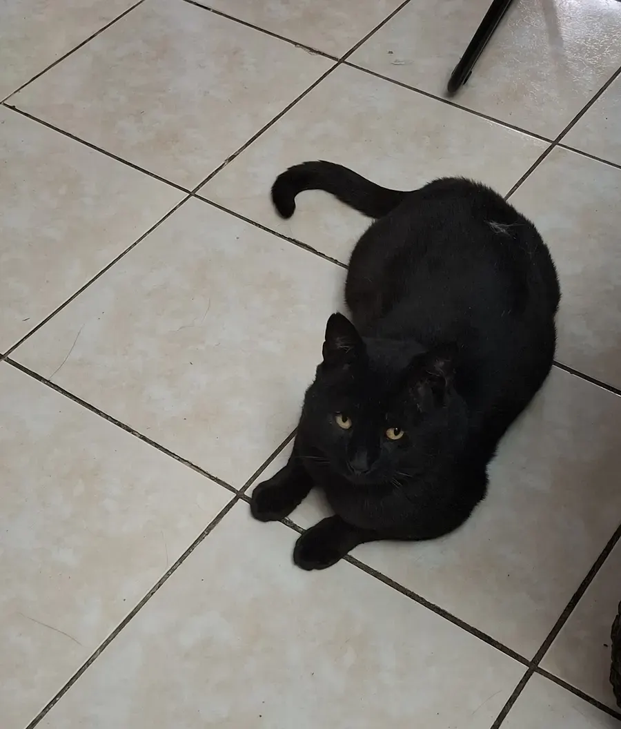 Gato negro sentado sobre el piso del local de la clínica veterinaria