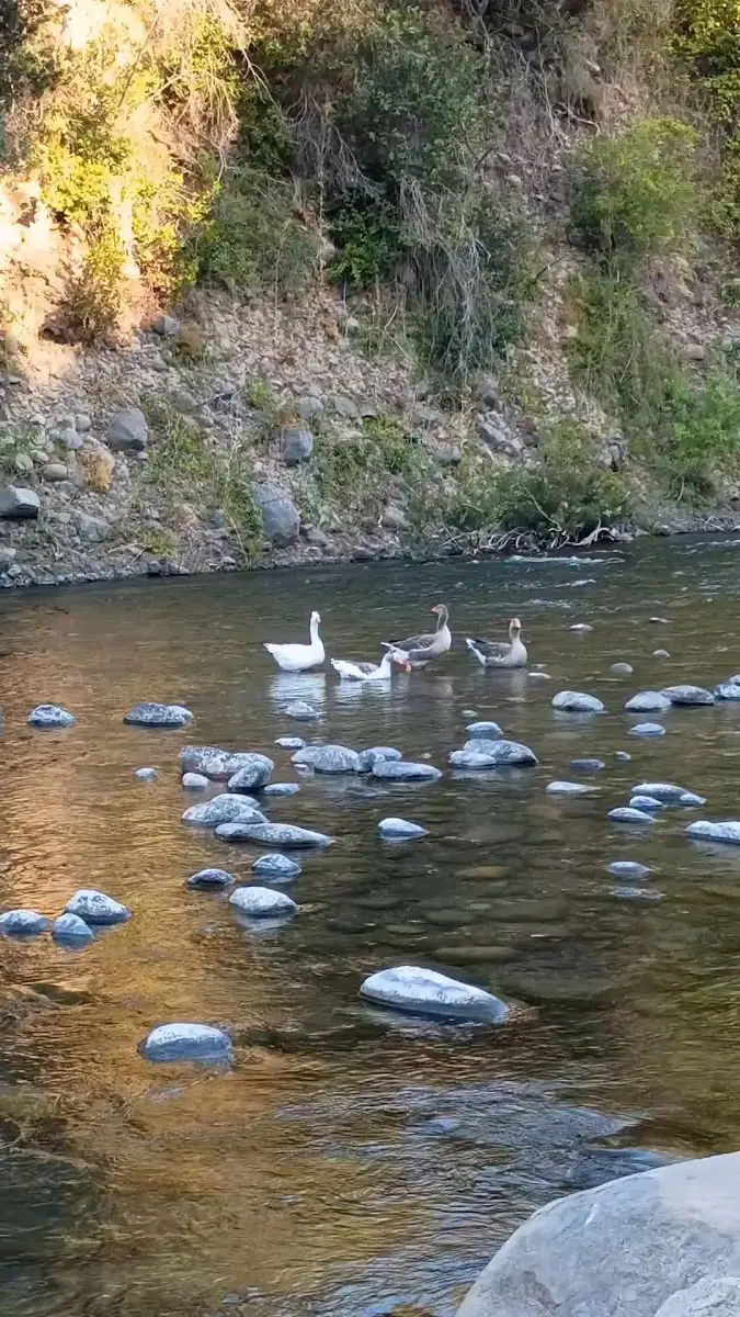 Gansos en el río junto a El Fogón de Río Claro