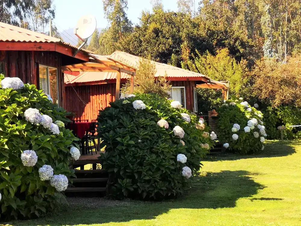 Cabaña de madera de techo rojo rodeada de hortensias blancas en Cabañas El Colibrí, Chanco