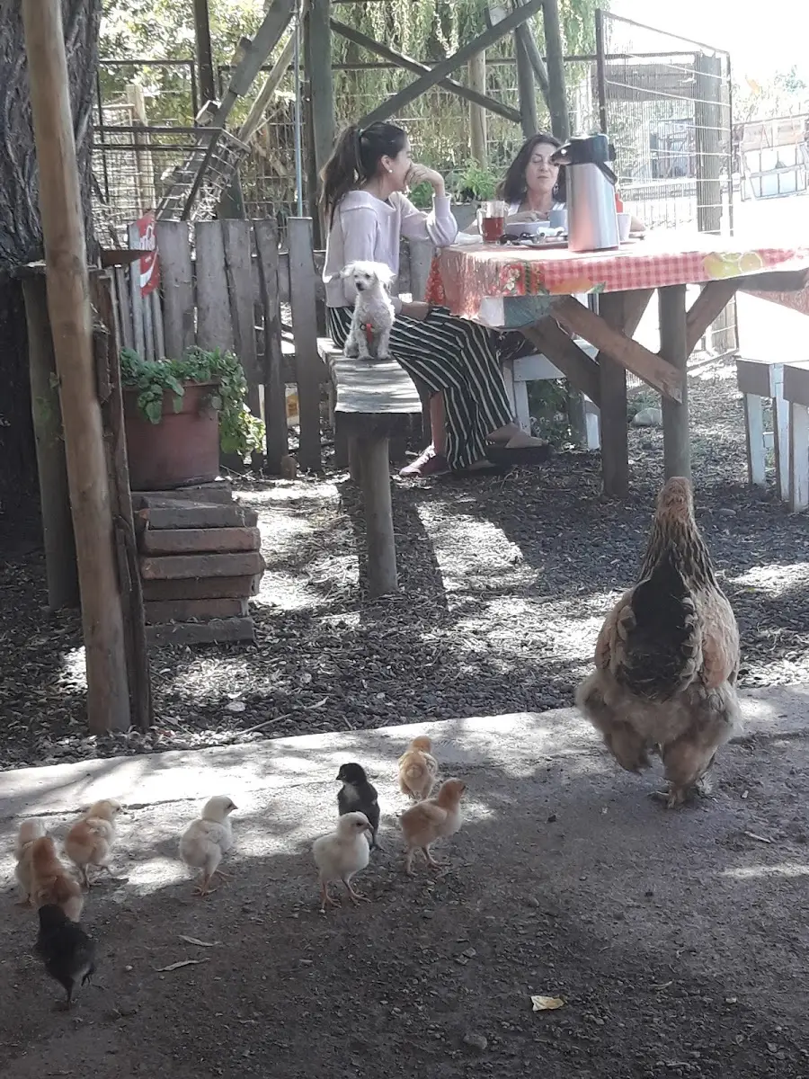 Patio con gallinas y comensales bajo los árboles de El Sauce
