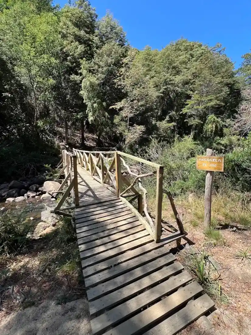 Sendero con barandas dentro del bosque de la Reserva Los Ruiles