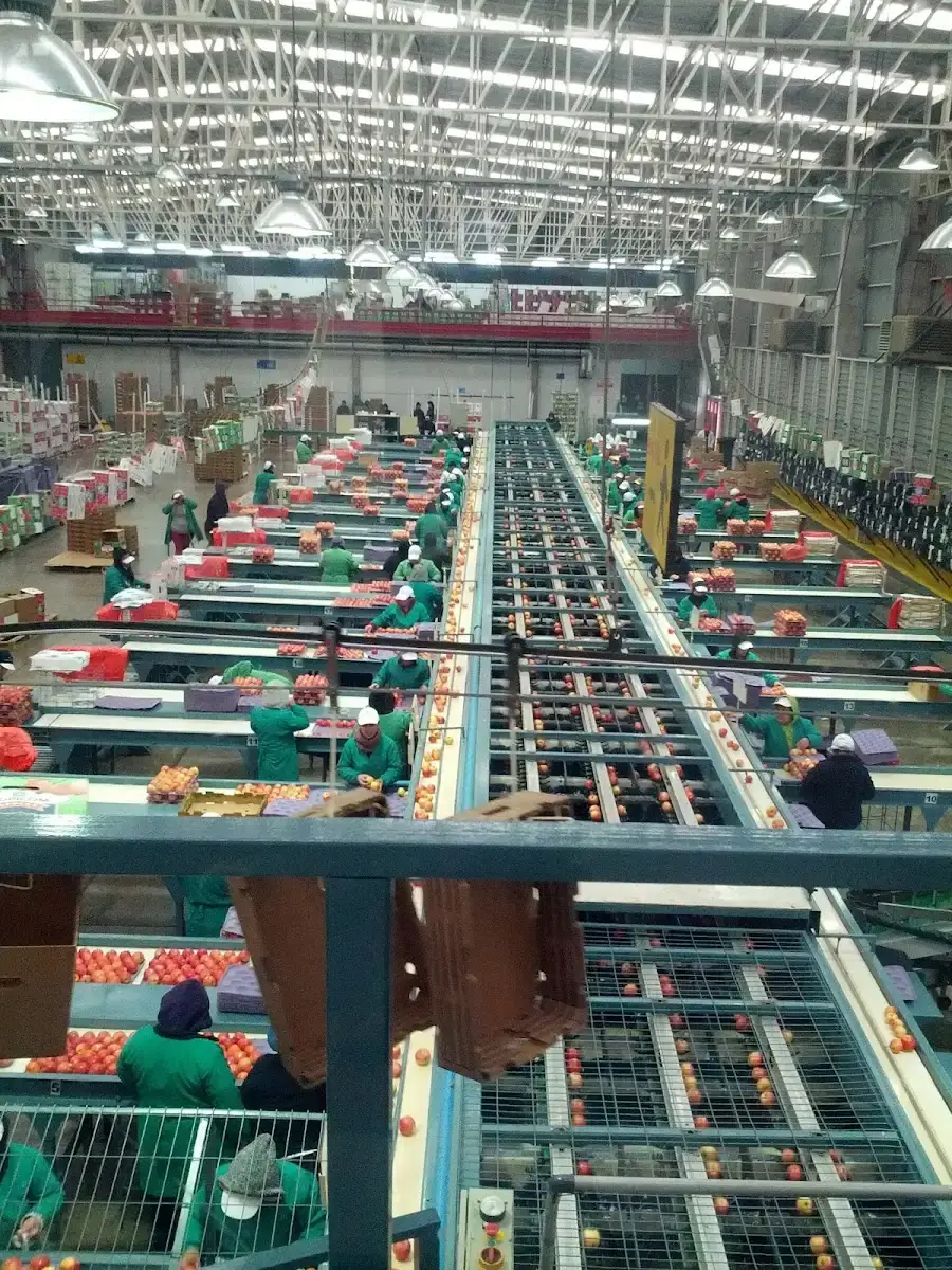 Línea de packing con trabajadoras seleccionando fruta en la planta del grupo en el Maule