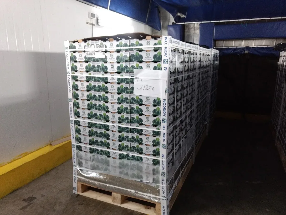 Pallet de cajas marca AGRICOM embalado para exportación con destino Corea
