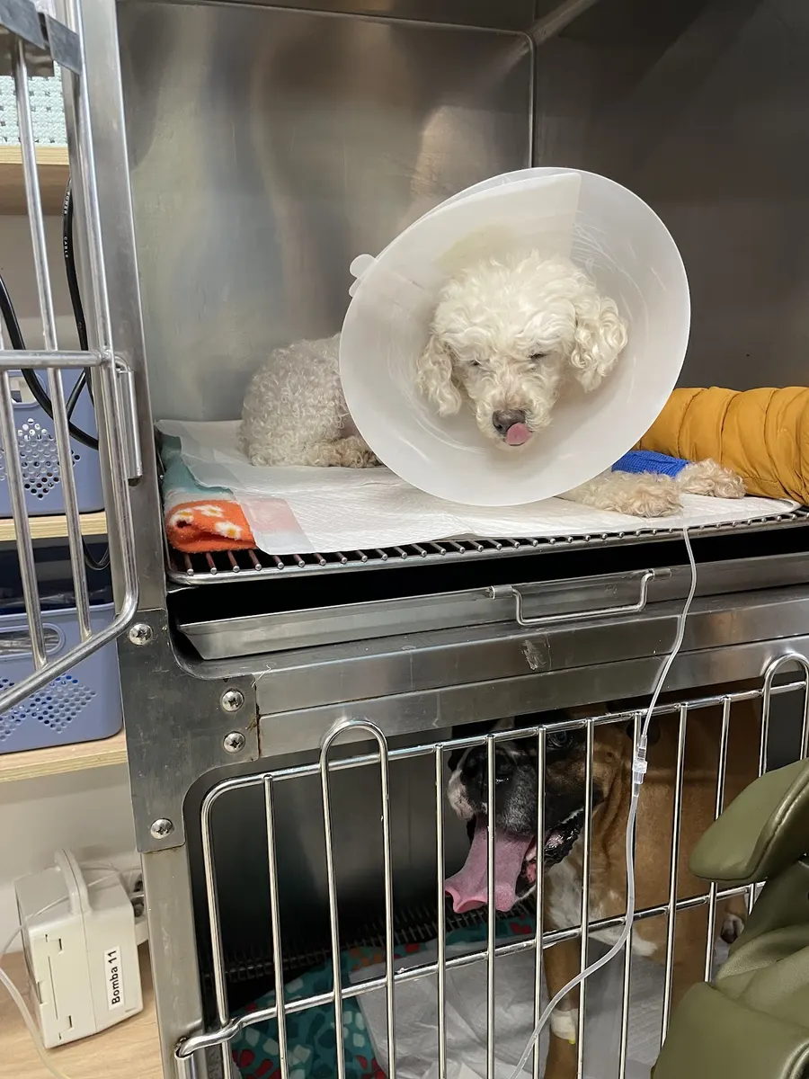 Examen clínico a una mascota en el hospital