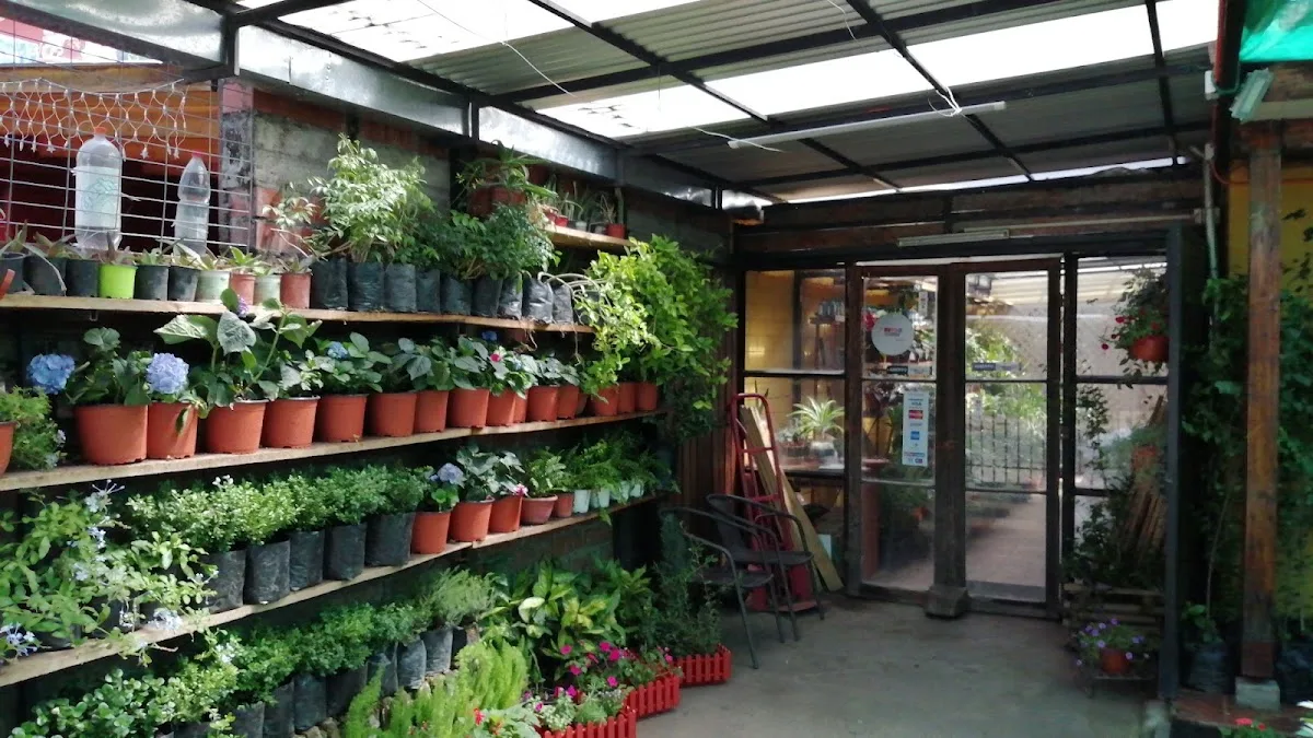 Entrada del vivero con repisas llenas de macetas