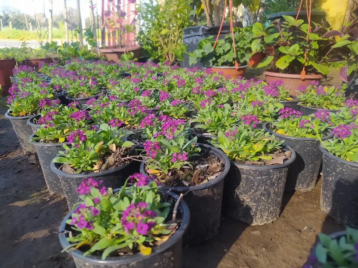 Sector de flores de temporada en macetas en el vivero