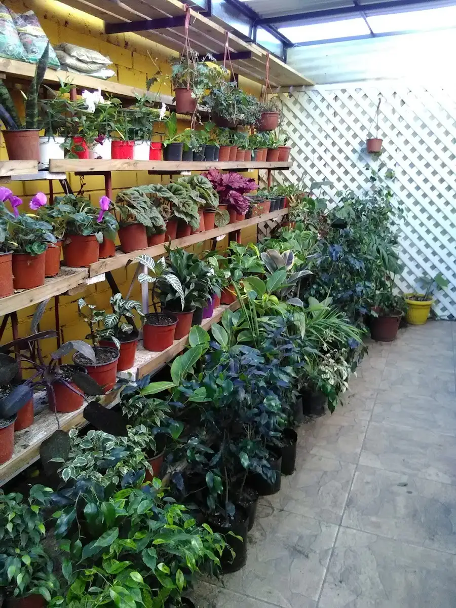 Pasillo de macetas del vivero Jardín Doña Ignacia, con celosía blanca y plantas a ambos lados