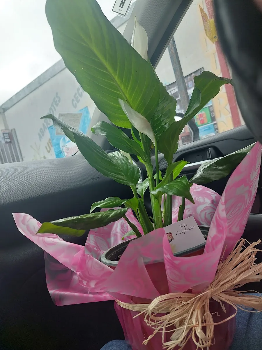 Planta envuelta en papel de regalo con tarjeta, lista para entregar