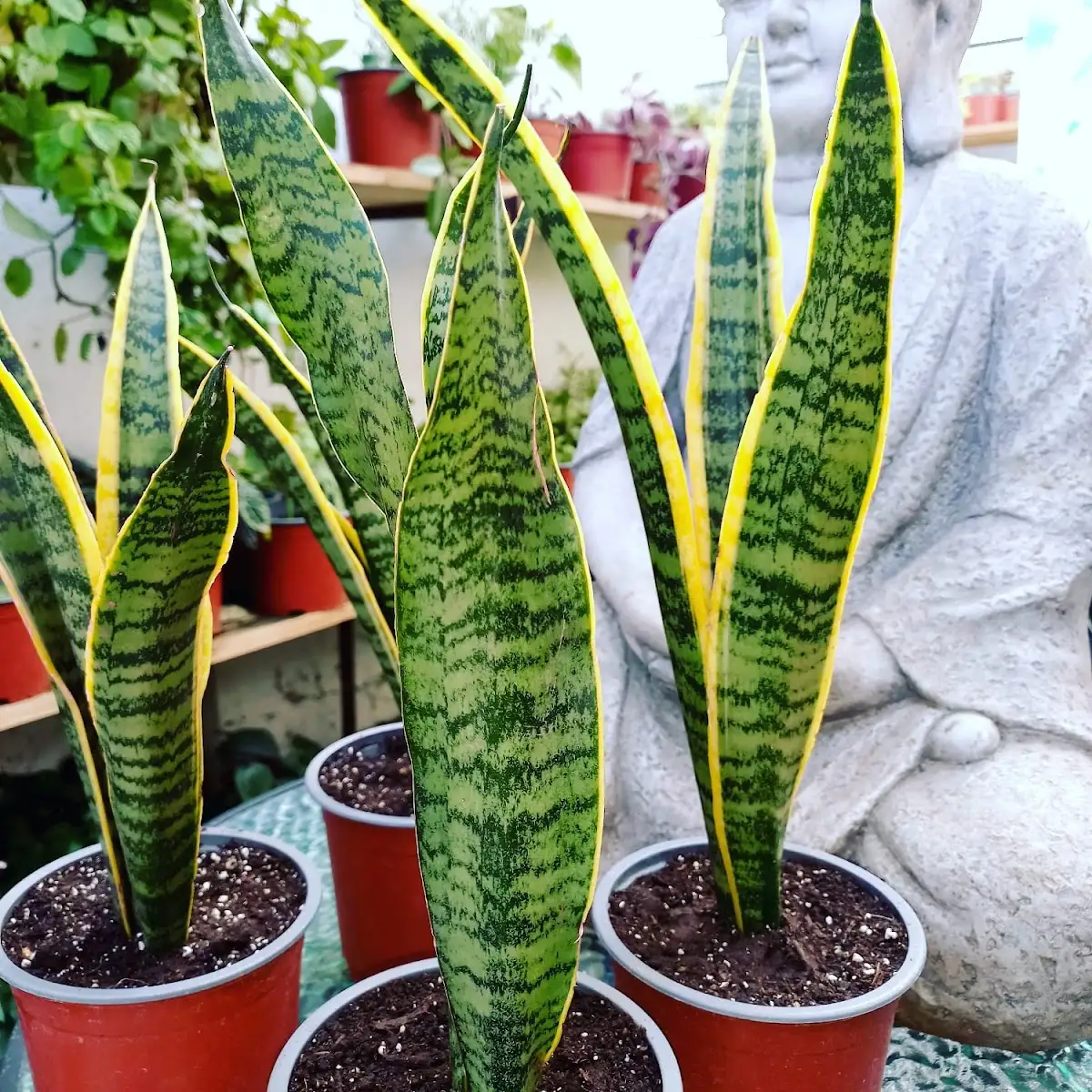 Macetas de sansevierias en el vivero de Jardín Doña Ignacia