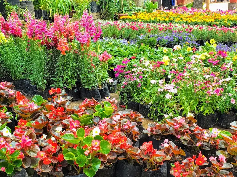 Hileras de plantas con flores de colores en el vivero Jardín Alemán, Talca