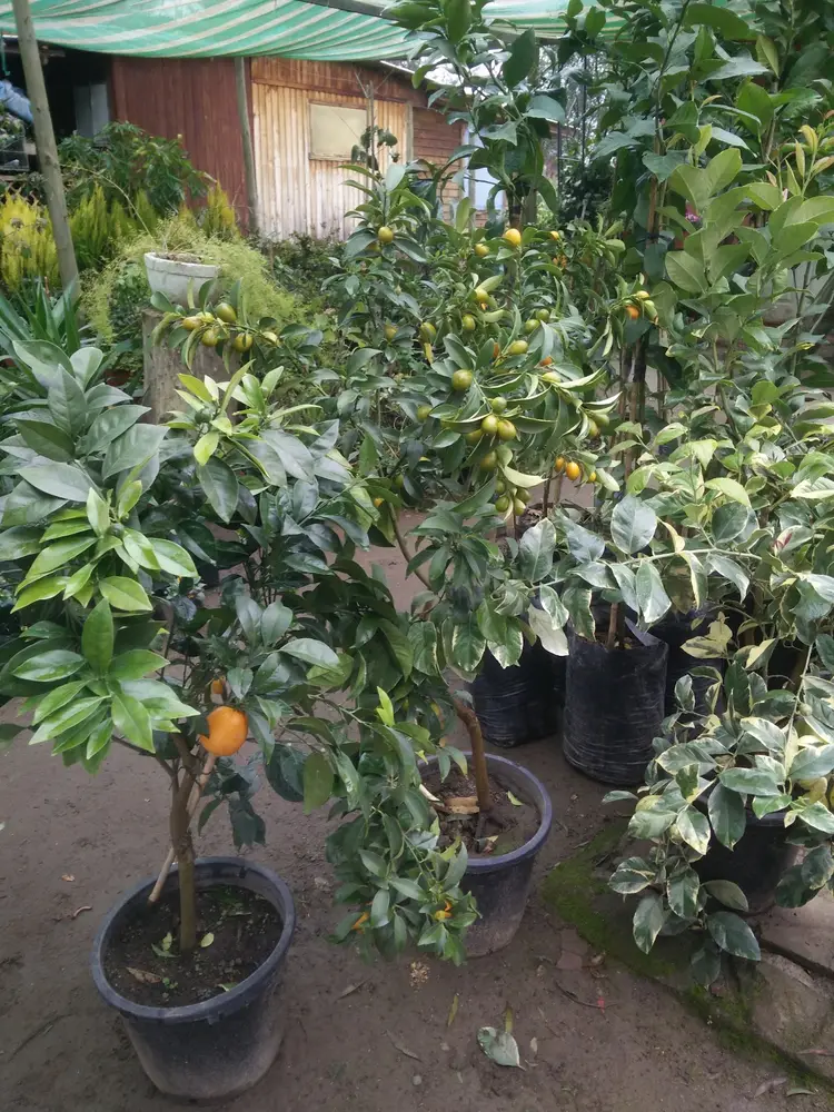 Limonero en maceta dentro del vivero Jardín Alemán