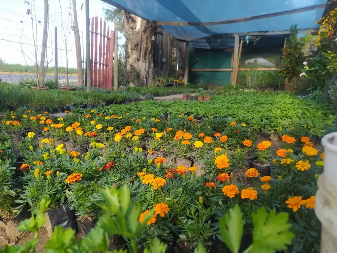 Hileras de caléndulas bajo malla sombra en Jardín Alemán, Talca