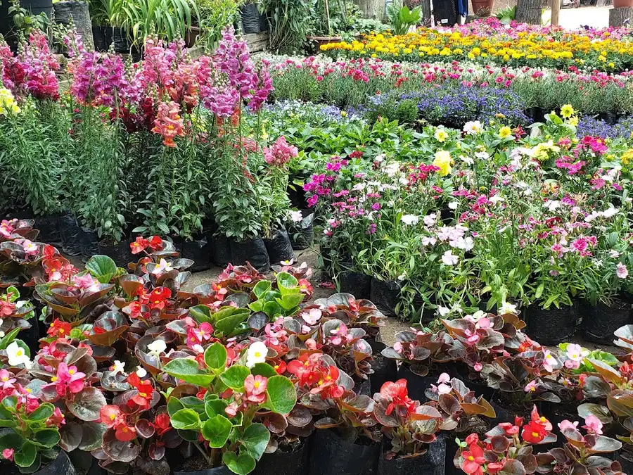 Panorámica del vivero Jardín Alemán con hileras de plantas en flor, Talca