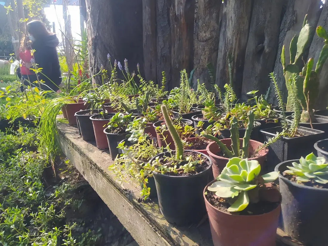 Pasillo con macetas de suculentas y cactus en Jardín Alemán