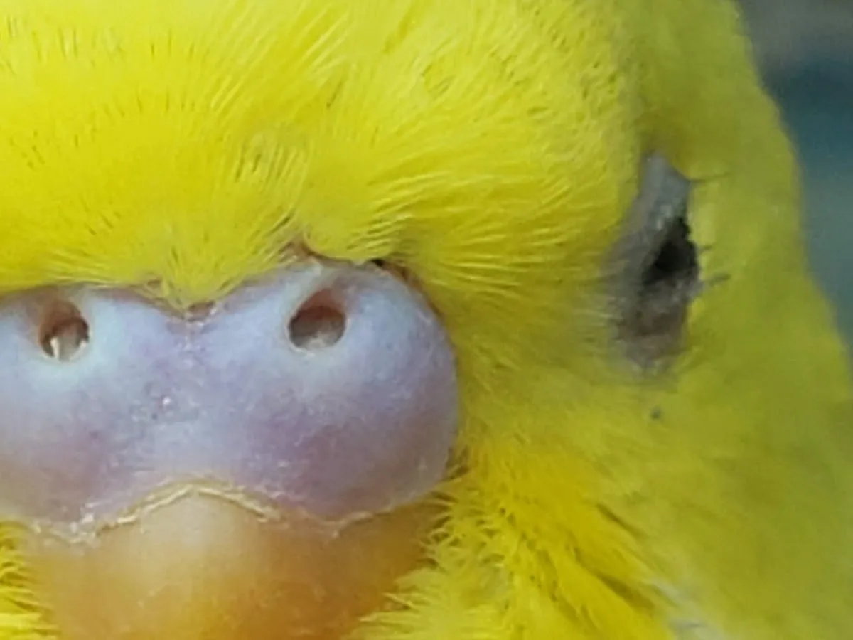 Perico australiano que vive en Jardín Alemán, Talca