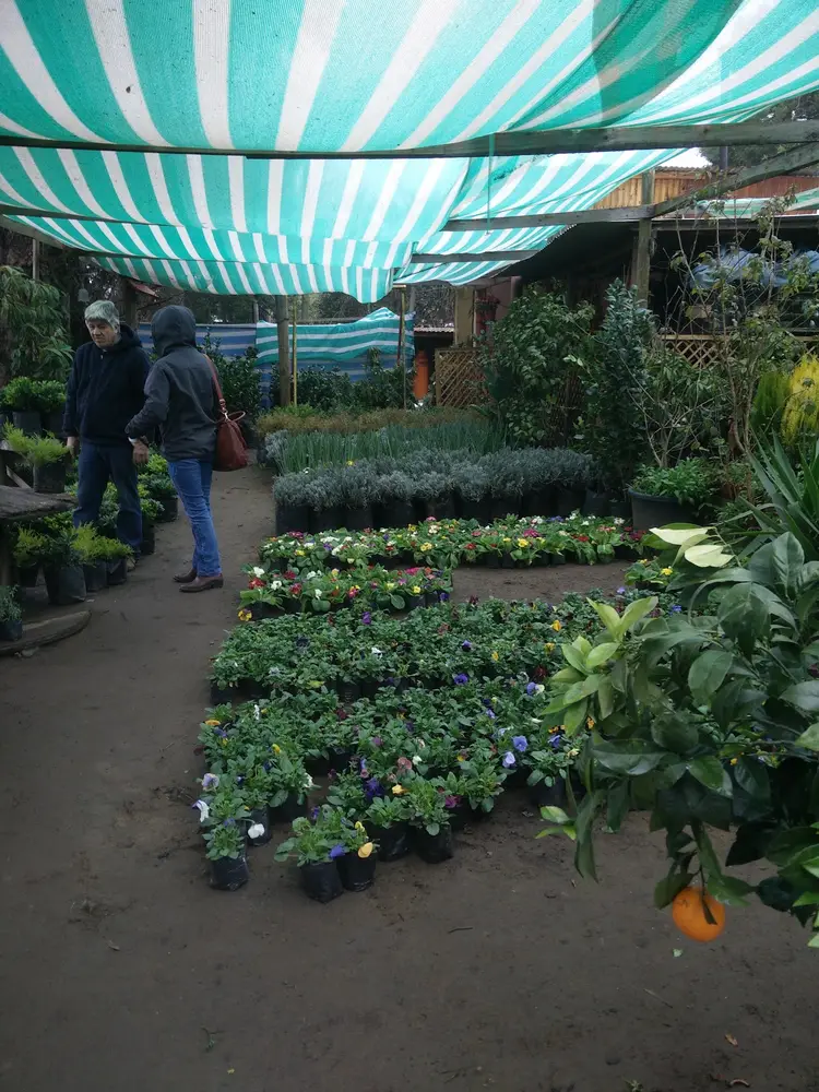 Persona recorriendo los pasillos de plantas del vivero
