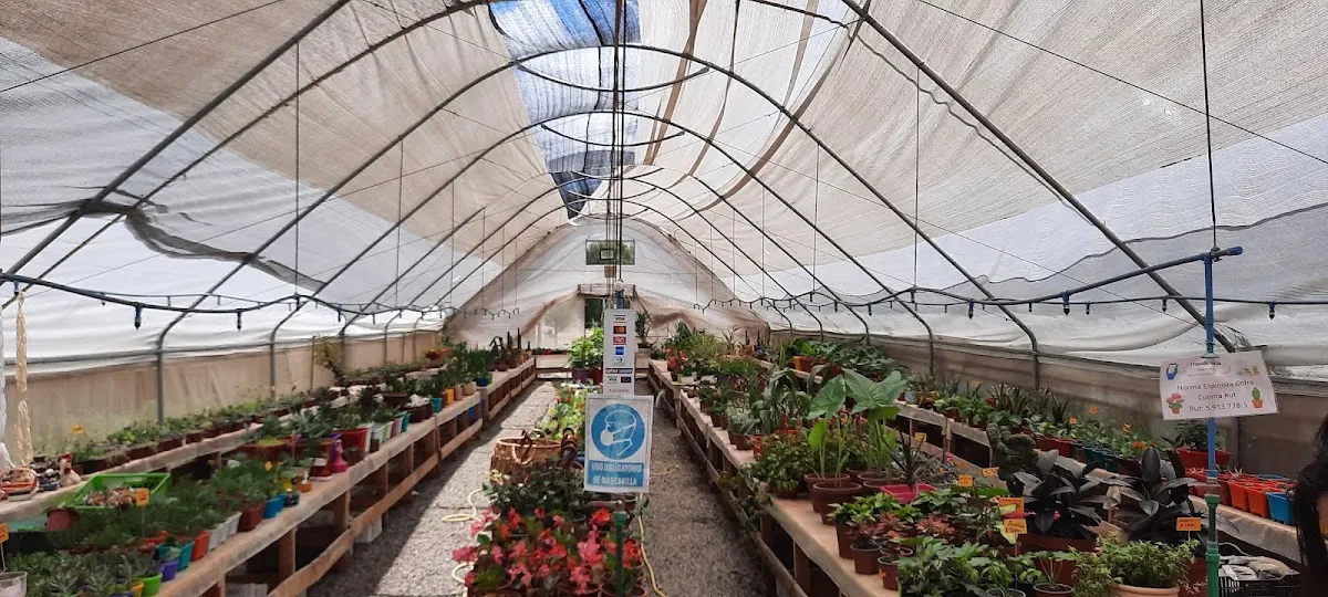 Invernadero del vivero El Canelo visto desde el centro, con hileras de plantas